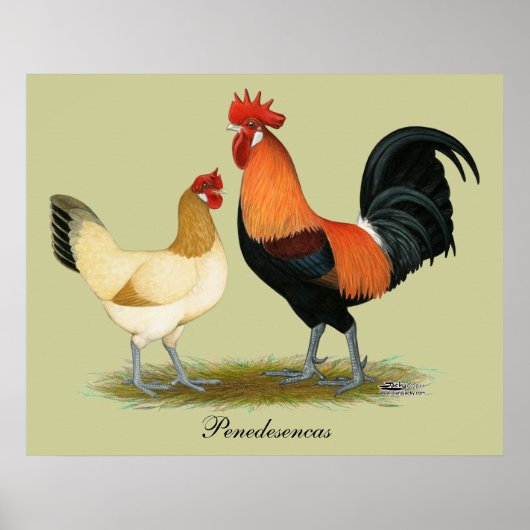 Poster Poulets de Penedesenca (Devant)
