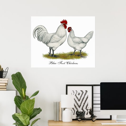 Poster Poulets de pieds bleus (Bureau à domicile)