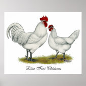 Poster Poulets de pieds bleus (Devant)