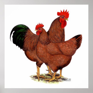 Poster Poulets de rouge de production