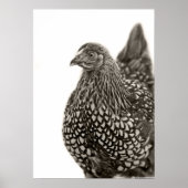Poster Poulets dorés Wyandotte (Devant)
