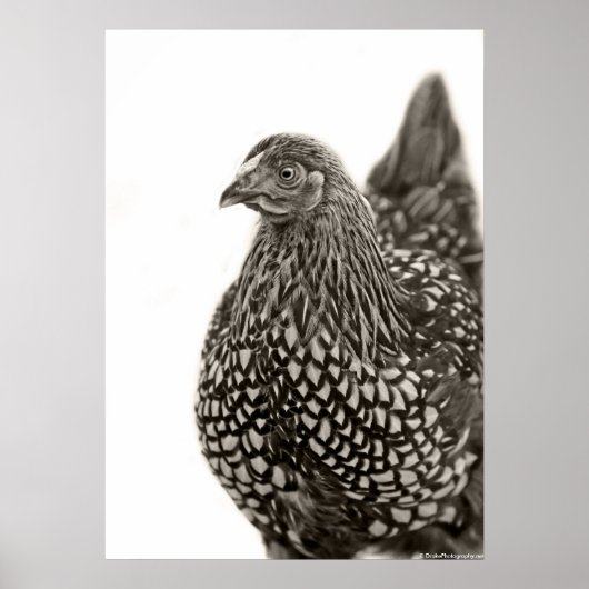 Poster Poulets dorés Wyandotte (Devant)