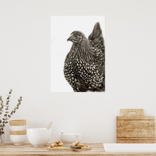 Poster Poulets dorés Wyandotte (Cuisine)