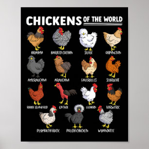 Poster Poulets Du Monde Éducation Amoureuse Des Animaux D