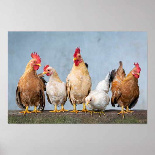 Poster Poulets et coqs sur un mur (Devant)
