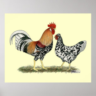 Poster Poulets islandais