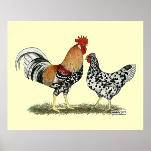 Poster Poulets islandais (Devant)