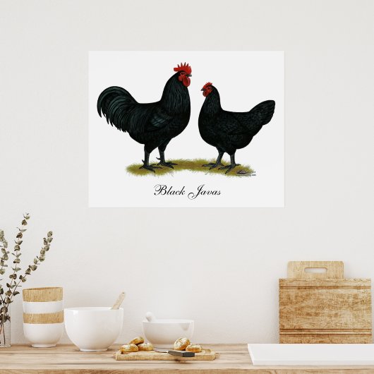 Poster Poulets Java noirs (Cuisine)