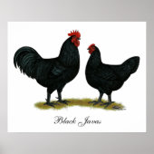 Poster Poulets Java noirs (Devant)