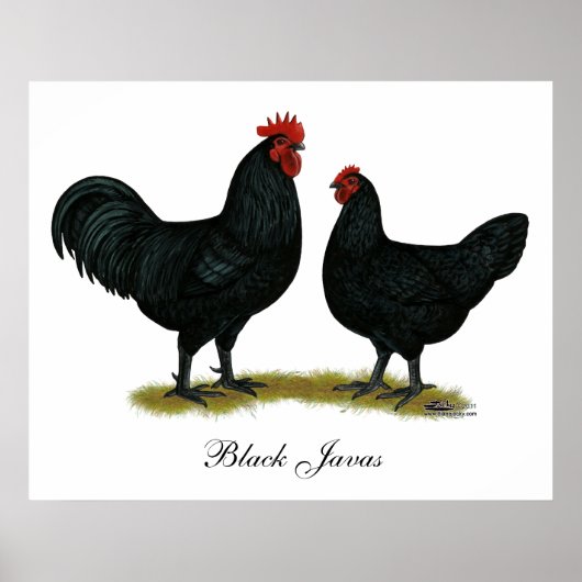 Poster Poulets Java noirs (Devant)