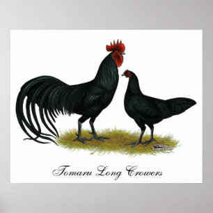 Poster Poulets longs de tomaru Crowier