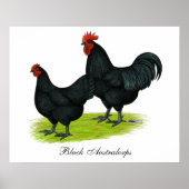 Poster Poulets noirs Australorp (Devant)