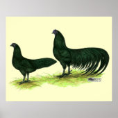 Poster Poulets noirs de Sumatra (Devant)