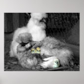 Poster Poulets noirs et blancs en soie avec poulets jaune (Devant)