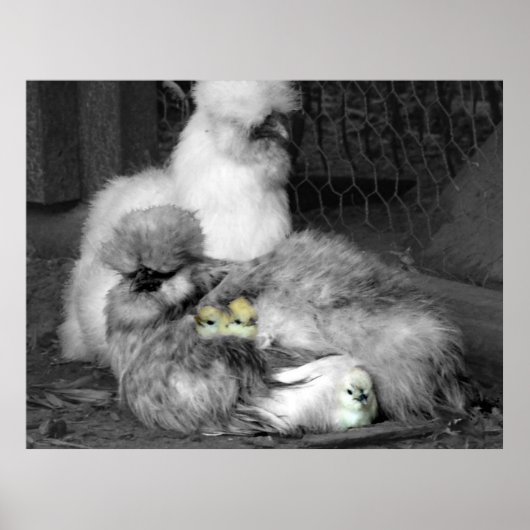 Poster Poulets noirs et blancs en soie avec poulets jaune (Devant)
