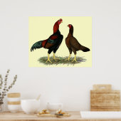 Poster Poulets rouges noirs Aseel (Cuisine)