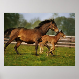 Poster Poulinière Alezan Pur-Sang et Poulain