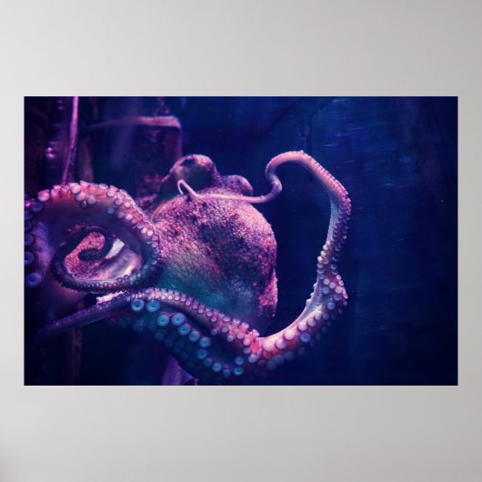 Poster poulpe (Devant)