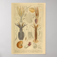 poulpe de calmar Cephalopod Créatures de mer Art I