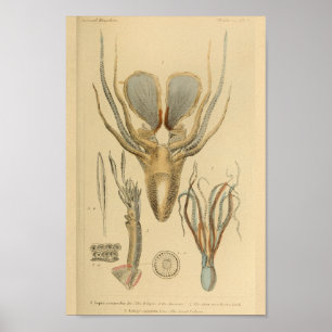 Poster poulpe de calmar Cephalopod Créatures de mer Art I