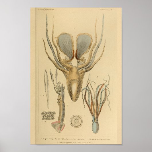 Poster poulpe de calmar Cephalopod Créatures de mer Art I (Devant)