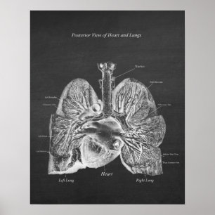 Poster Poumons Anatomie du coeur Décor Art Décor Vue post