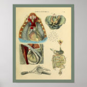 Poster Poumons Coeur de la poitrine Anatomie Art Médicale (Devant)