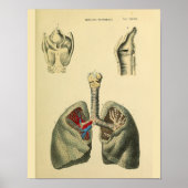 Poster Poumons humains Trachea Anatomie Art Imprimer (Devant)