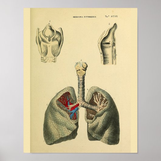 Poster Poumons humains Trachea Anatomie Art Imprimer (Devant)
