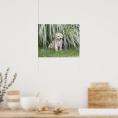 Poster Poupée Goldendoodle assise sous de hautes herbes (Cuisine)