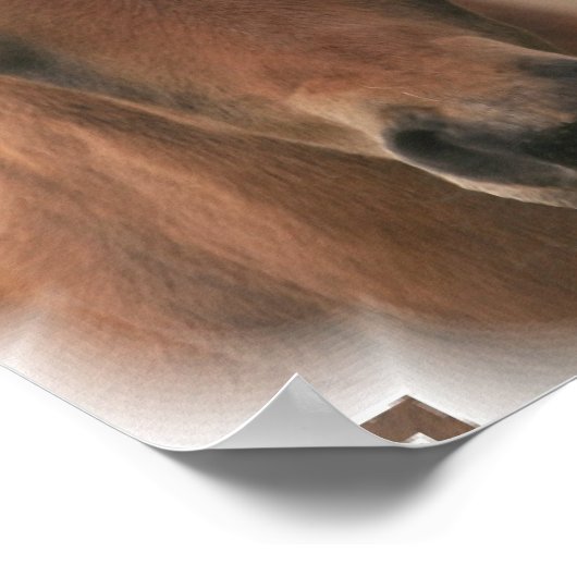 Poster pour bébé cheval Imprimer (Coin)