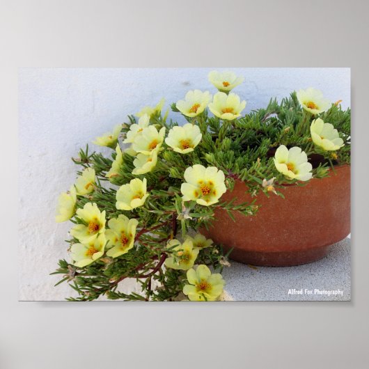 Poster Pourpier à Rose Mousseuse, Plante à Fleurs Succule (Devant)