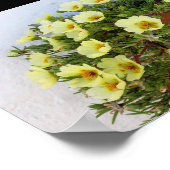 Poster Pourpier à Rose Mousseuse, Plante à Fleurs Succule (Coin)