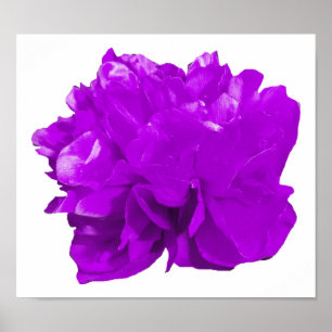 Poster Pourpre de bruit de Camelia