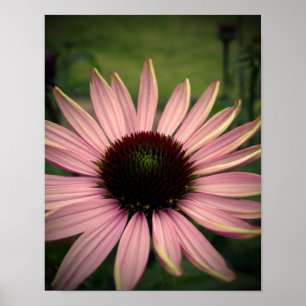 Poster Pourpre de fleur d'echinacée