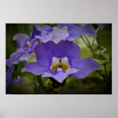 Poster Pourpre et vert, (Devant)