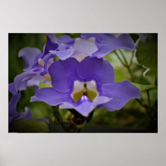 Poster Pourpre et vert, (Devant)