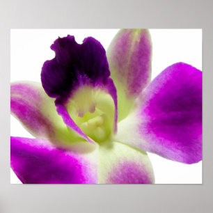 Poster pourpre orchidée