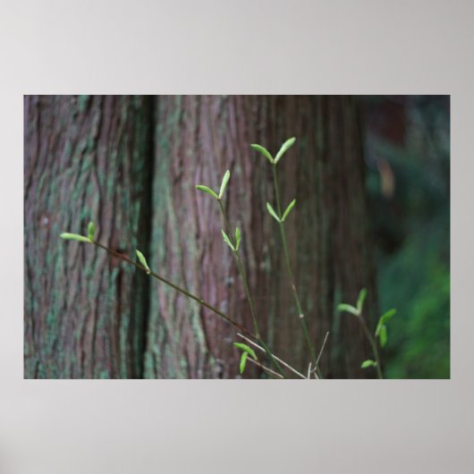Poster pousses arborescentes et vertes (Devant)