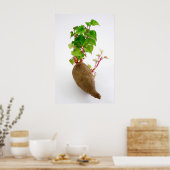 Poster Pousses plantes de pommes de terre douces (Cuisine)