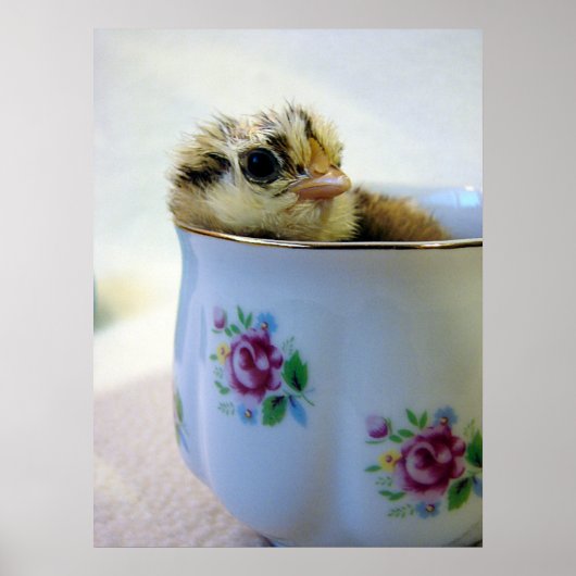 Poster Poussin Easter Egger dans une Tasse (Devant)