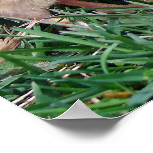 Poster Poussins (Coin)