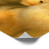 Poster Poussins (Coin)