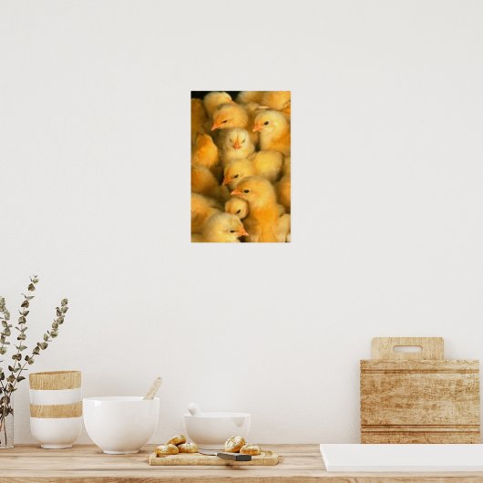 Poster Poussins (Cuisine)