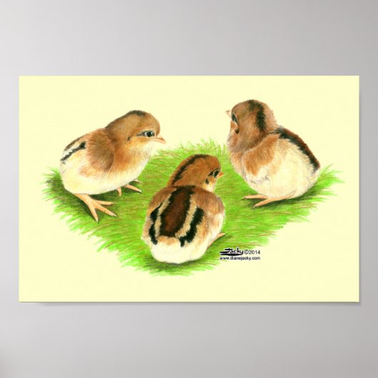 Poster Poussins Aseel Noir Rouge (Devant)
