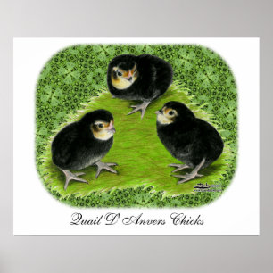Poster Poussins Bantam dans le jardin