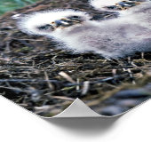 Poster Poussins d'aigle (Coin)