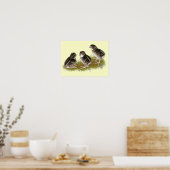 Poster Poussins de caille Coturnix (Cuisine)