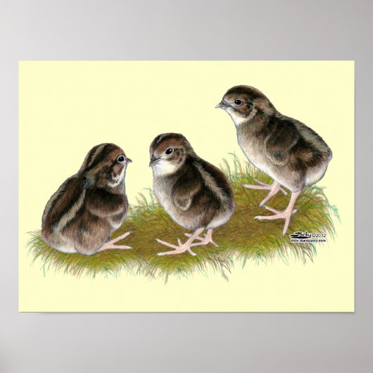 Poster Poussins de caille Coturnix (Devant)