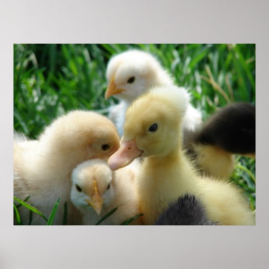 Poster Poussins et canards (Devant)